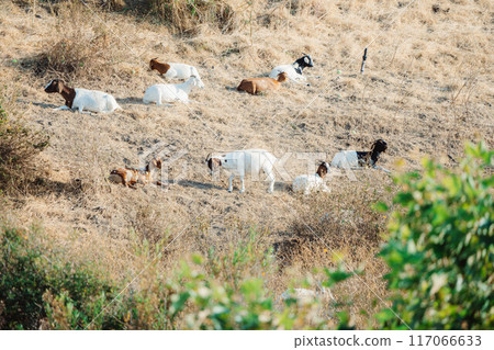 放羊工作3 117066633