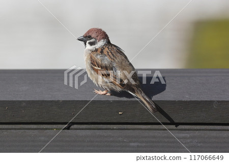 Sparrow 117066649