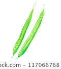 水彩風芸豆插畫綠豆插畫向量 117066768