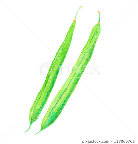 Watercolor style kidney bean illustration green bean illustration vector Watercolor style kidney bean illustration green bean illustration vector 117066768
