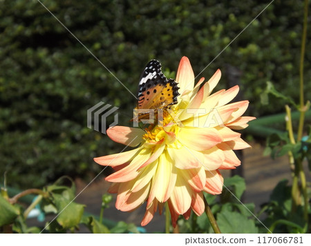 A female swallowtail butterfly sucking nectar from a dahlia A female swallowtail butterfly sucking nectar from a dahlia 117066781