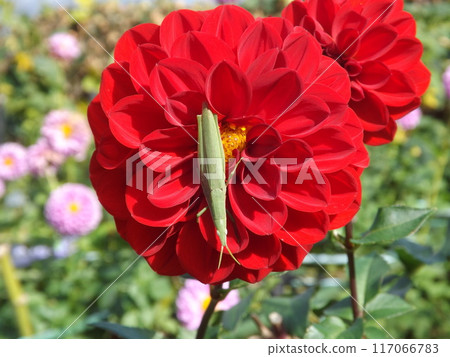 A grasshopper on a dahlia flower 117066783