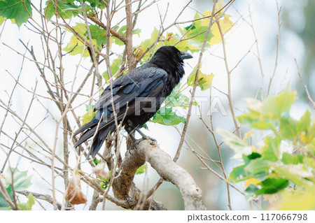 California Crow 4 California Crow 4 117066798