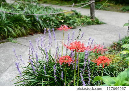 Red spider lily and lily of the valley Red spider lily and lily of the valley 117066967