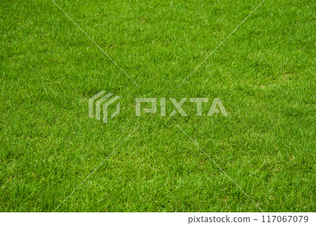 美麗的夏日草坪 117067079