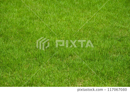 美麗的夏日草坪 117067080