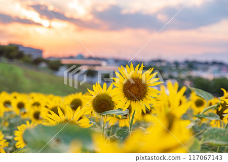 Sunflower fields dyed in the sunset, Honjo City, Saitama Prefecture 117067143
