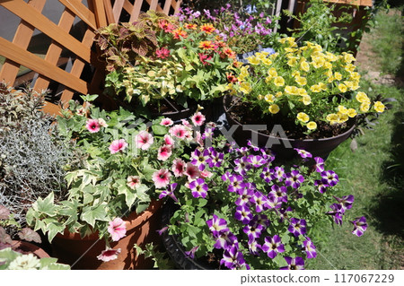 Potted plants filled with blooming flowers 117067229
