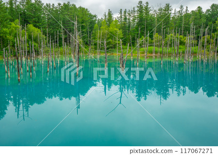 北海道旭川市夏季藍池美瑛 北海道旭川市夏季藍池美瑛 117067271