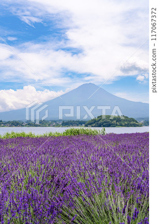 Oishi Park in summer, Fujikawaguchiko Town, Yamanashi Prefecture Oishi Park in summer, Fujikawaguchiko Town, Yamanashi Prefecture 117067372