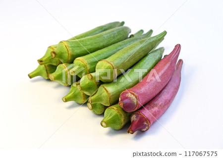 秋葵(圓秋葵) 秋葵(圓秋葵) 117067575