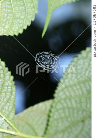 Surrounded by green leaves, a spider creates an artistic lace-knitted hiding belt like a miniature universe in the sky. 117067592