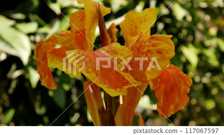 A bright tropical flower against the background of greenery in the garden. 117067597