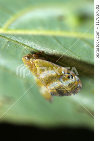 A stylish and cute adult of the tortoiseshell moth on the underside of a green leaf (close-up with natural light, strobe and macro lens) A stylish and cute adult of the tortoiseshell moth on the underside of a green leaf (close-up with natural light, strobe and macro lens) 117067602