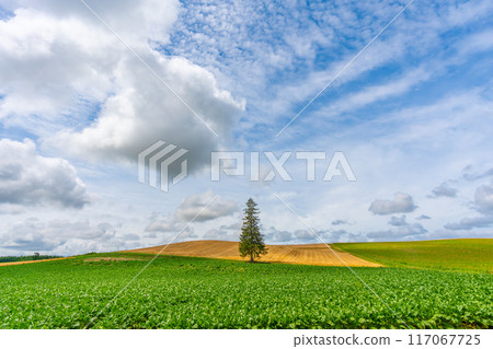 夏天的聖誕樹 美瑛 北海道 旭川 117067725