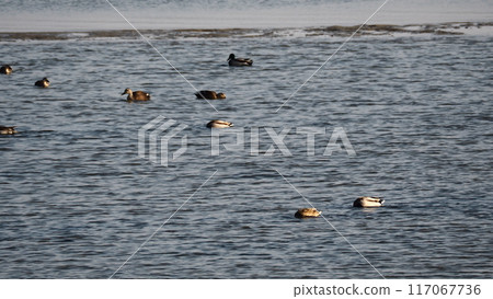 Ducks swimming in search of food in Hakata Bay, Higashi Ward, Fukuoka City Ducks swimming in search of food in Hakata Bay, Higashi Ward, Fukuoka City 117067736