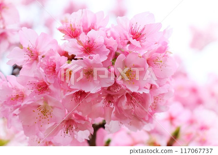 Shiroyama Sakura, pink flowers, Izunokuni City, Shizuoka Prefecture, close-up Shiroyama Sakura, pink flowers, Izunokuni City, Shizuoka Prefecture, close-up 117067737