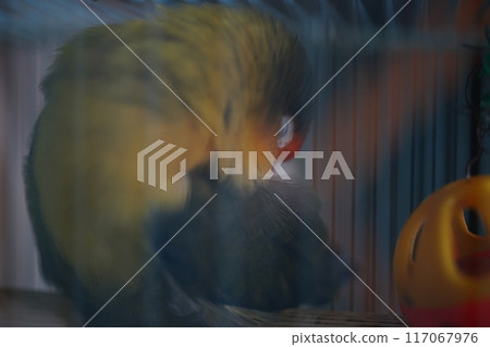 Love parrot 117067976