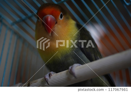 Love parrot 117067981