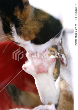 Tama Stationmaster's paws before Kishi Station renovation 117068003