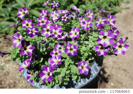 獨特的花朵圖案 Safinia 117068063