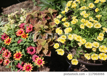 A lot of blooming potted summer flowers 117068066