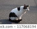 一隻黑白圖案的流浪貓凝視著遠方 117068194