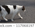 一隻黑白斑紋的流浪貓從左向右行走 117068197