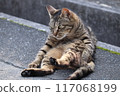 棕色流浪貓向前彎腰 117068199