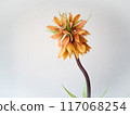 橙花 117068254