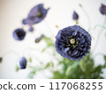 藍色的花 117068255