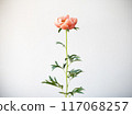 單環牡丹 117068257