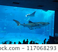 Churaumi Aquarium 117068293