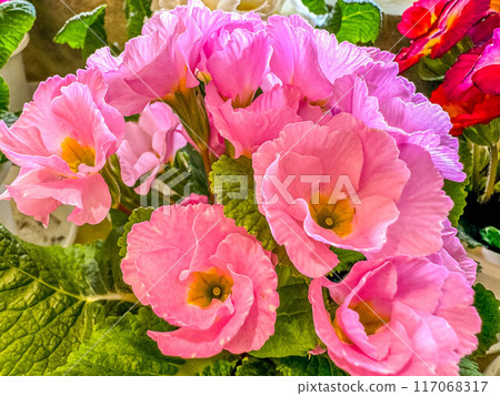 Winter Colors ~ Primula Julian ~ 117068317