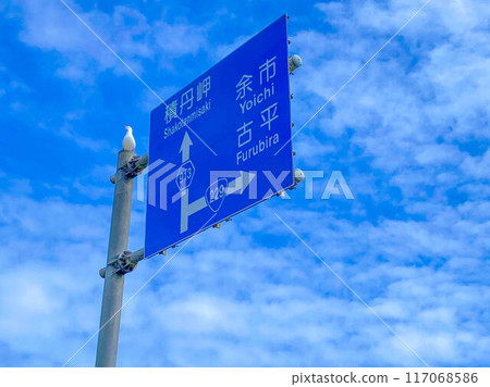 海鷗和交通標誌 117068586