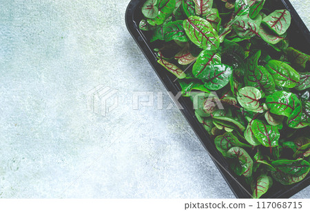 sorrel, bloody Mary, fresh baby sorrel leaves, with red veins, microgreens, in a black container, 117068715