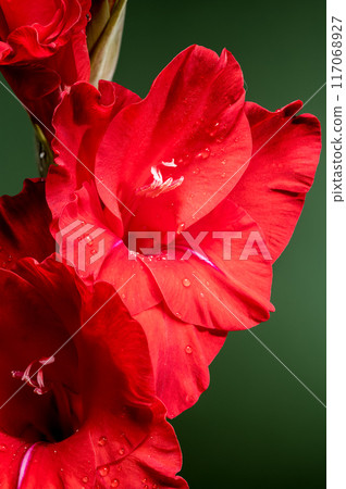 Blooming red gladiolus Oscar on a green background Blooming red gladiolus Oscar on a green background 117068927