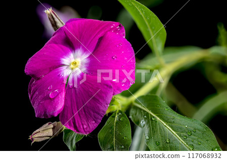 Blooming pink Catharanthus on a black background Blooming pink Catharanthus on a black background 117068932
