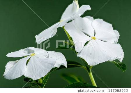 Blooming white Catharanthus on a green background 117068933
