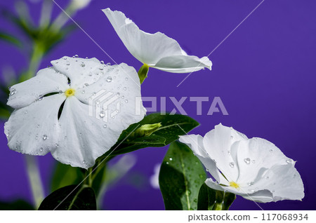 Blooming white Catharanthus on a purple background Blooming white Catharanthus on a purple background 117068934