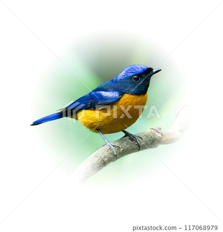 Colorful Rufous-bellied Niltava perching on tree branch Colorful Rufous-bellied Niltava perching on tree branch 117068979