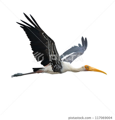 Painted stork in flight isolated on white background 117069004