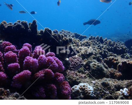 石垣島海底/薑珊瑚 117069008