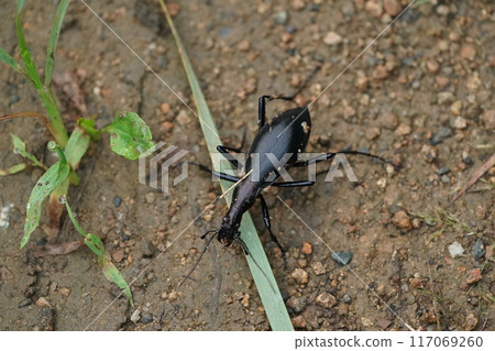 麥麥卡布里的朋友 117069260