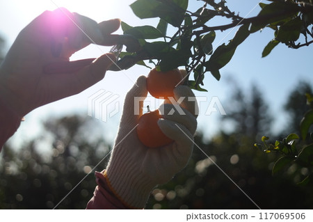 Female hands in gloves picking ripe tangerines from the tree. 117069506