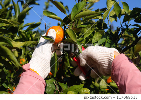 Female hands in gloves picking ripe tangerines from the tree. 117069513