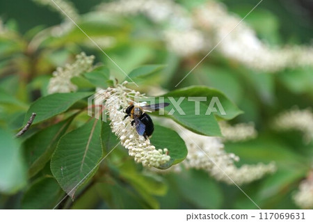 木根蜂 木根蜂 117069631