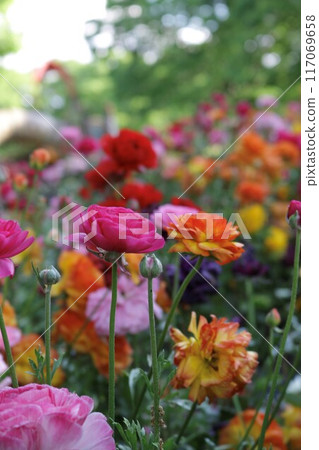 五顏六色的花床 五顏六色的花床 117069658