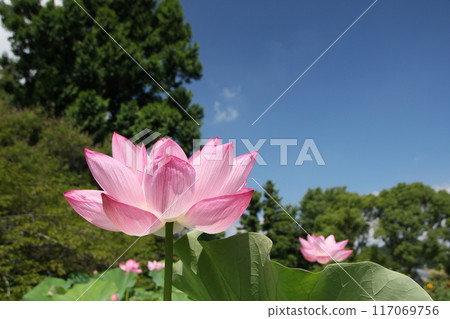 蓮花在藍天中閃閃發光 夏天的風景 蓮花在藍天中閃閃發光 夏天的風景 117069756