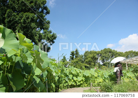 Lotus leaves, flowers and a Japanese-style woman against the background of blue sky Summer scenery Lotus leaves, flowers and a Japanese-style woman against the background of blue sky Summer scenery 117069758